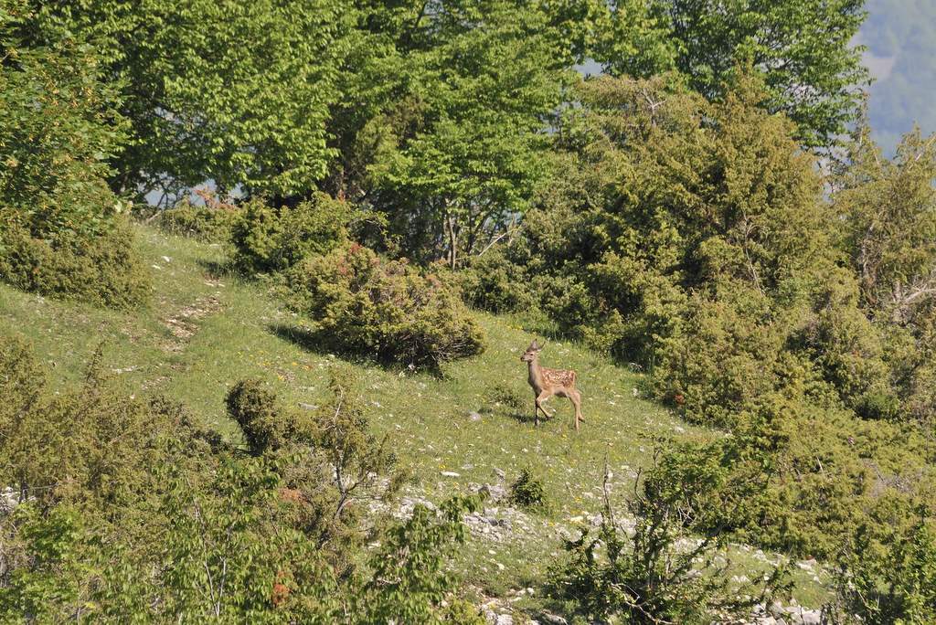 Cuccioli  (fotoracconto)